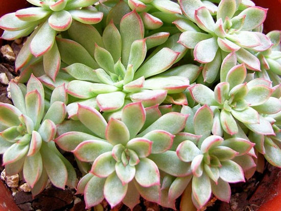 milan米兰app官网