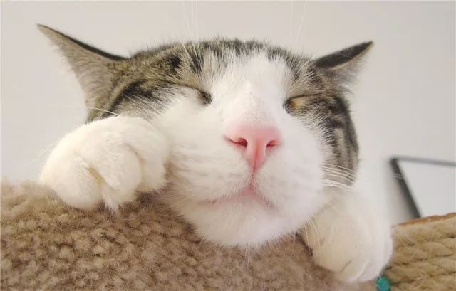 milan米兰app官网