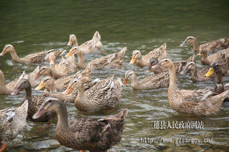 milan米兰app官网