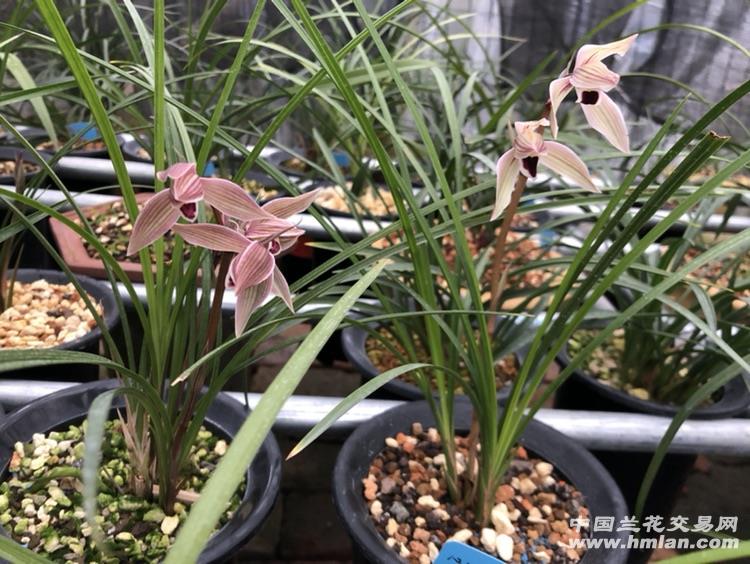 milan米兰app官网