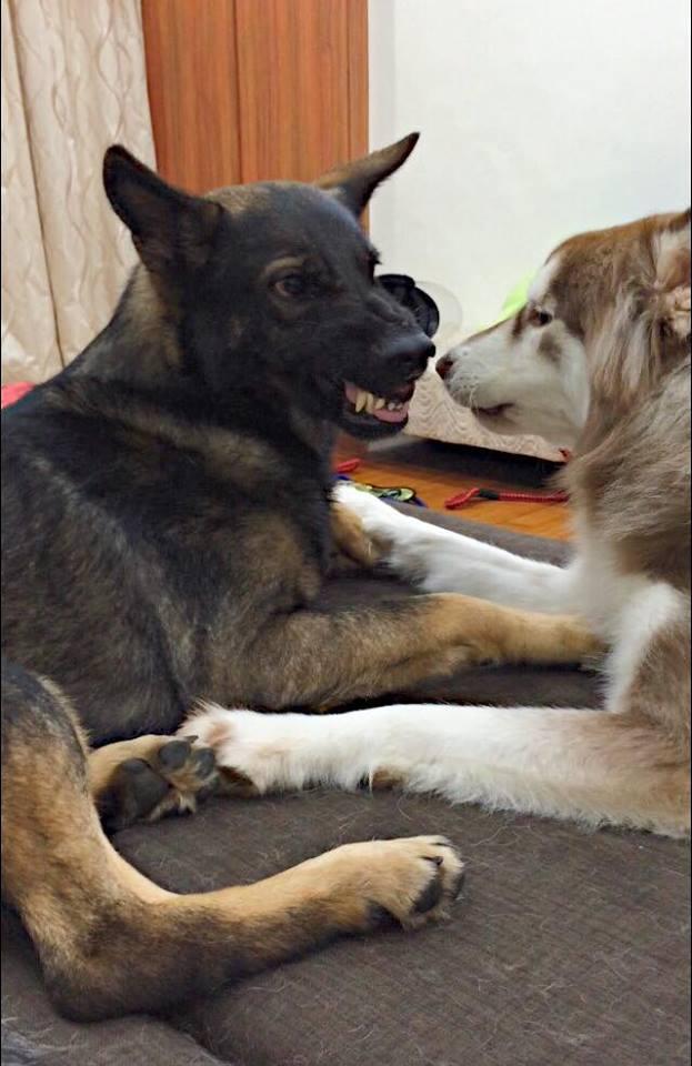 milan米兰app官网