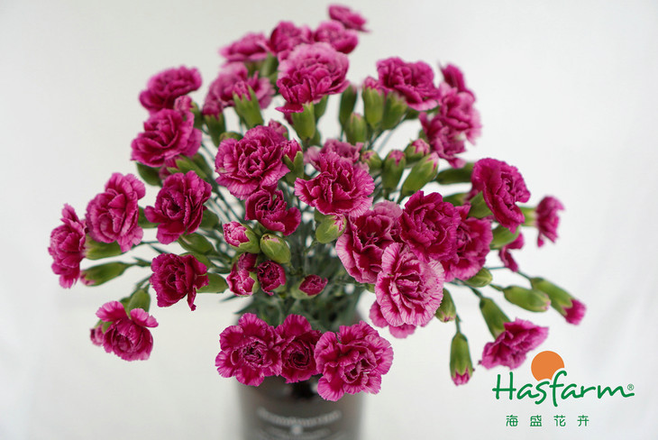 milan米兰app官网