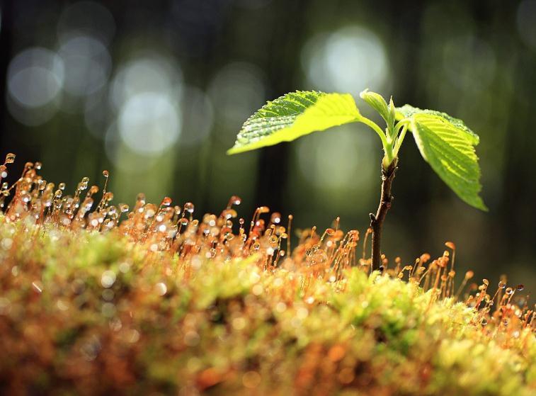 milan米兰app官网